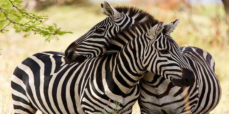 Rogelio Tybalt - Zebra Couple
