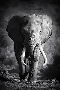 Johanna Siri - Elephant Bull
