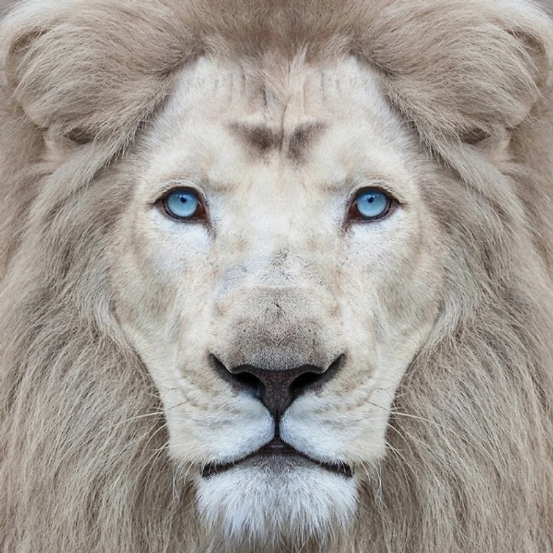 Clemen Kustas - White Lion With Blue Eyes Portrait