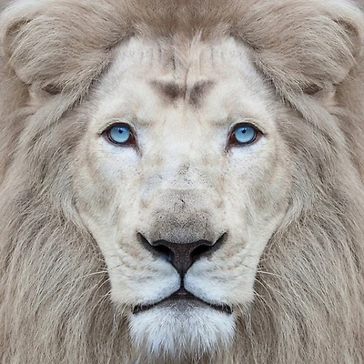 Clemen Kustas - White Lion With Blue Eyes Portrait