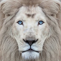 Clemen Kustas - White Lion With Blue Eyes Portrait