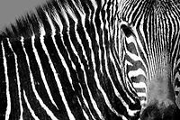 Max Drummond - Curiosity