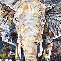 James Grey - Elephants Gaze