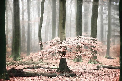 Lars Van De Goor - Tutu
