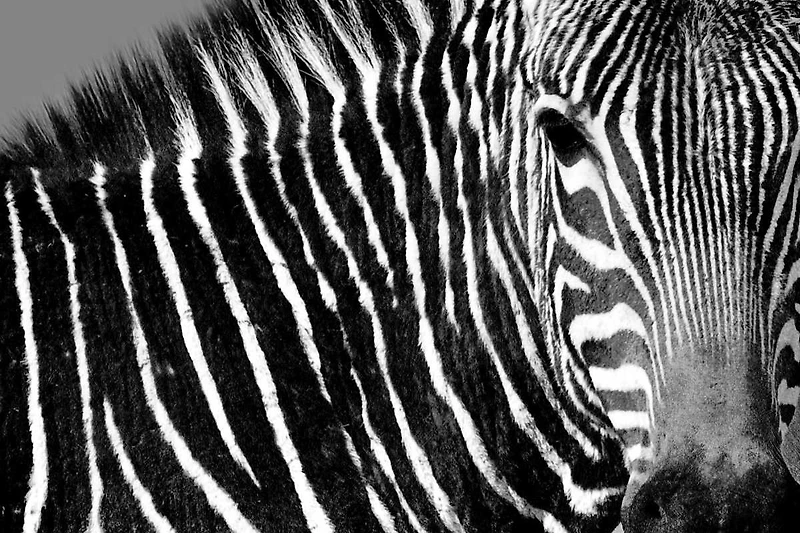 Max Drummond - Curiosity