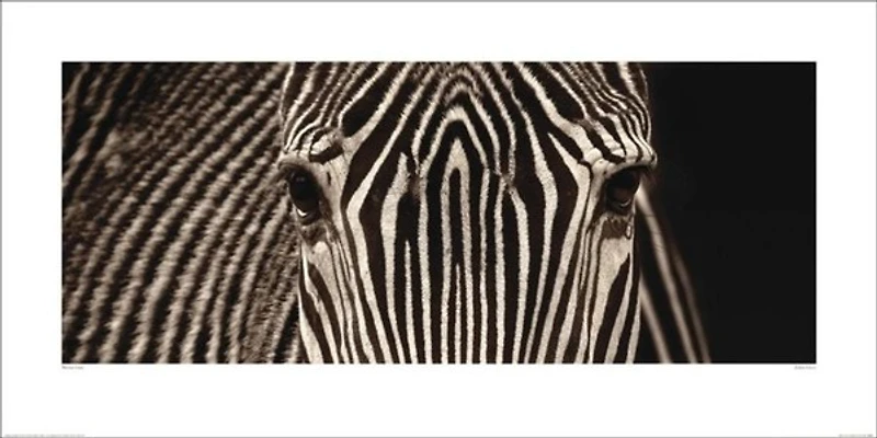 Marina Cano - Zebra Grevy