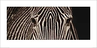 Marina Cano - Zebra Grevy 