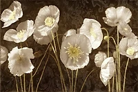 Ives Mccoll