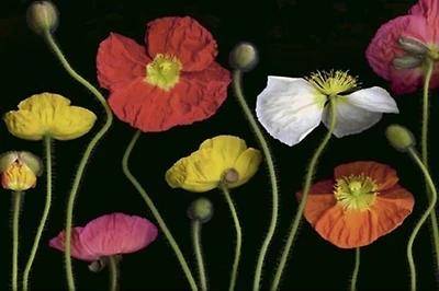 Pip Bloomfield - Poppy Garden II  