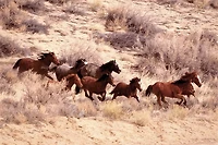 Horses