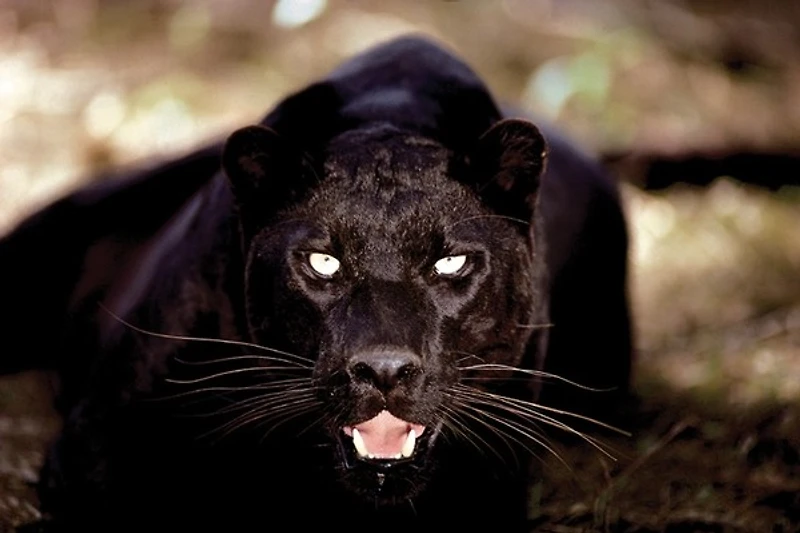 Black Panther