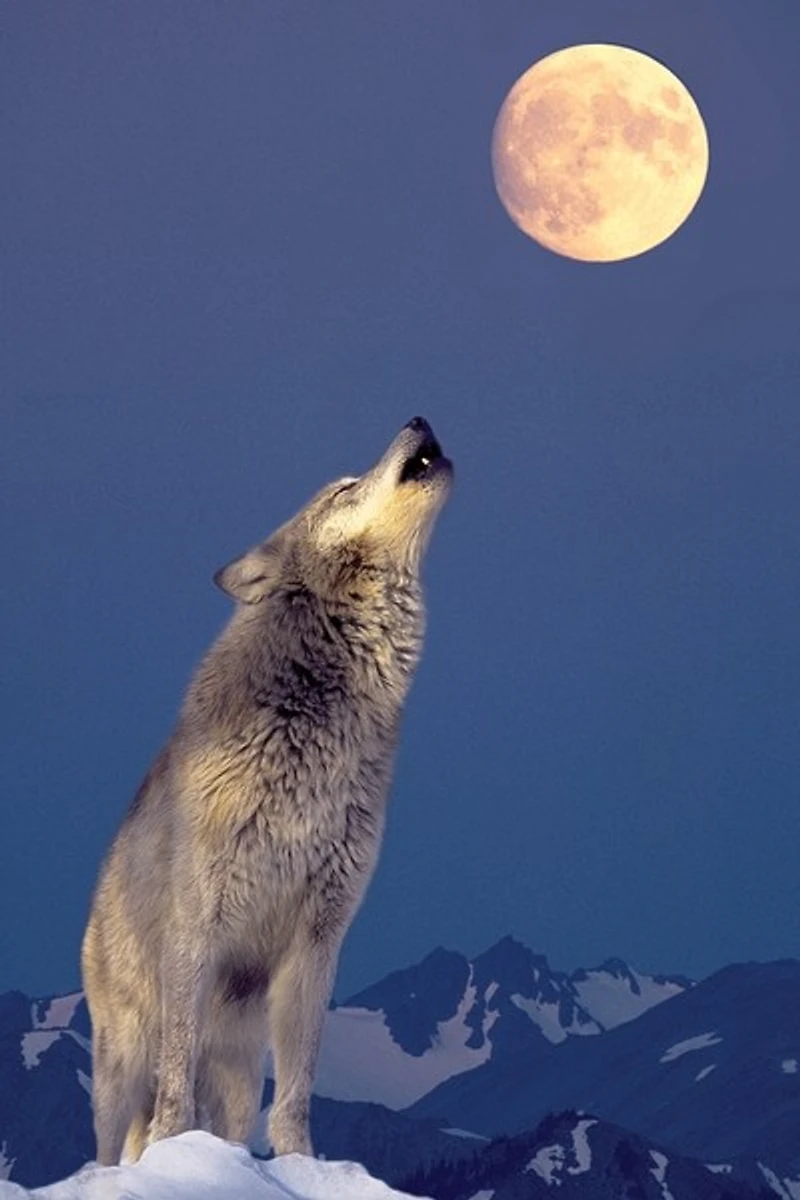 Wolf at the moon