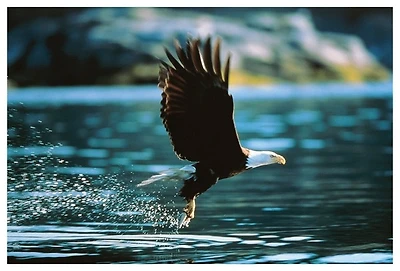 Eagle  