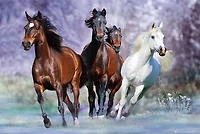Horses - Running
