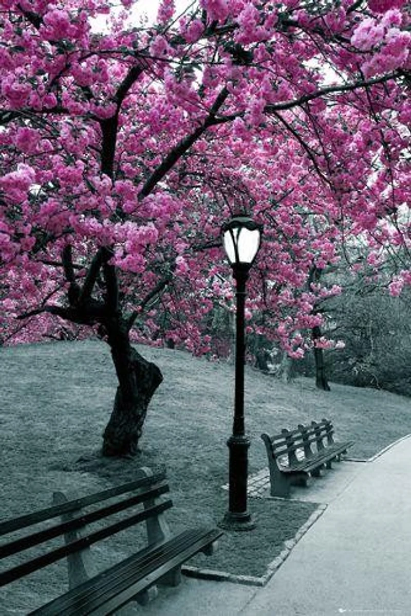 Sakura Trees