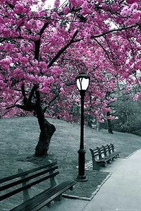 Sakura Trees  