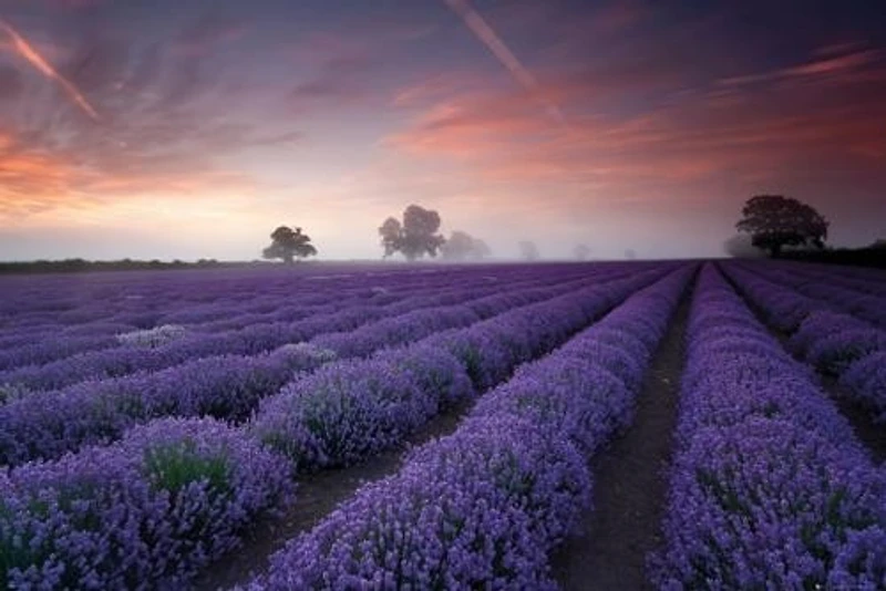 Lavender Field Dawn