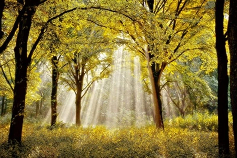 Lars Van De Goor - Dressed To Shine