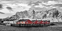 Rolf Fischer - Lofoten Nähe Reine Mit Roten Hütten  