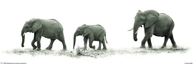 Elephants