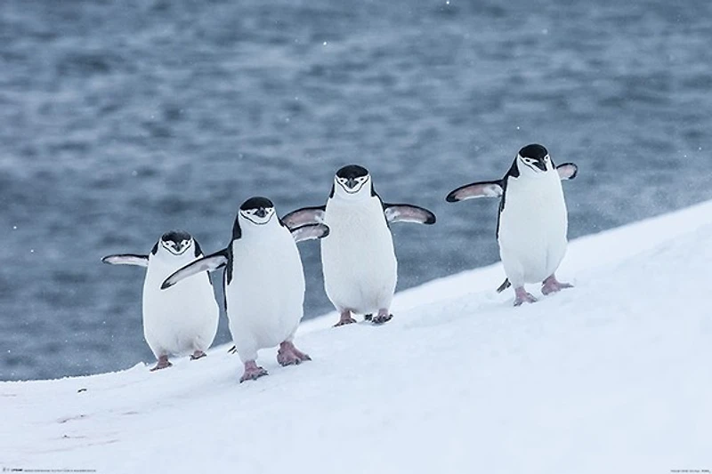 Chinstrap-Penguins