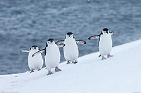 Chinstrap-Penguins  