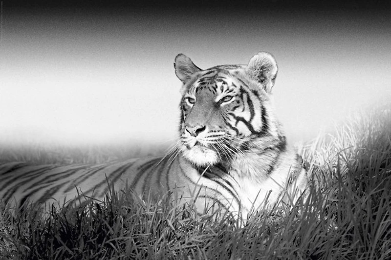 Kings Of Nature - Tiger