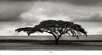 Acacia Trees  