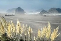 Pampas Beach  