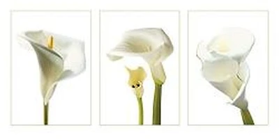 White Orchids  