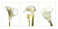 White Orchids  