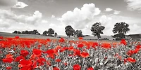 Frank Krahmer - Poppies and vicias meadow, Mecklenburg Lake District, Germany