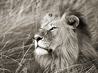 Frank Krahmer - African Lion, Masai Mara, Kenya