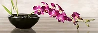 Shin Mills - Orchid Arrangement