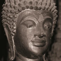 Wild Apple Portfolio