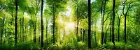 Wild Forest Panorama