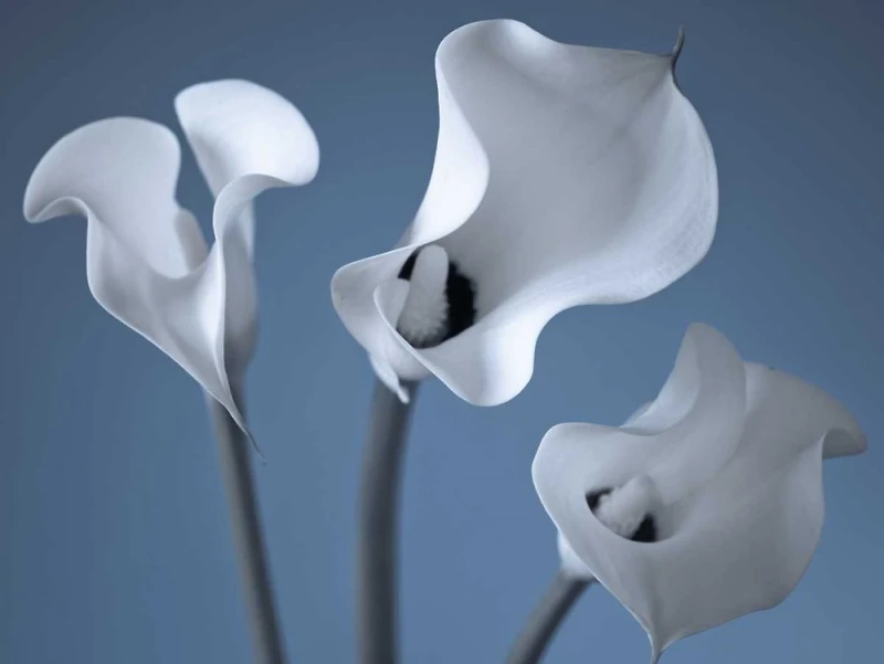 Assaf Frank - Three Calla Lilies