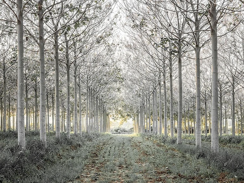 Assaf Frank - Pathway through trees forest