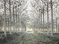 Assaf Frank - Pathway through trees forest