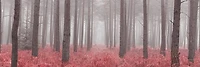 Assaf Frank - Misty forest with tall trees and foliage, FTBR 1846