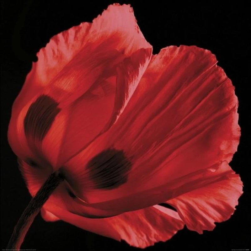 Ian Winstanley - Red Poppy