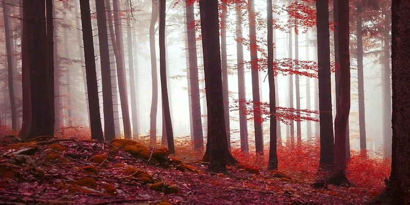 Brian Kurts - Magical Red Forest