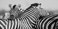 Rogelio Tybalt - Zebra Unity
