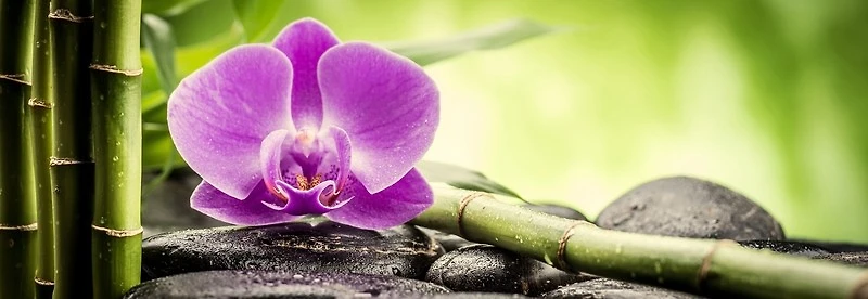 Omar Olavi - Pink Orchid