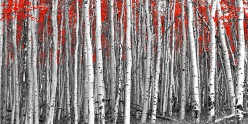 Mara Shinju - Red Leaves A Black And White Forest