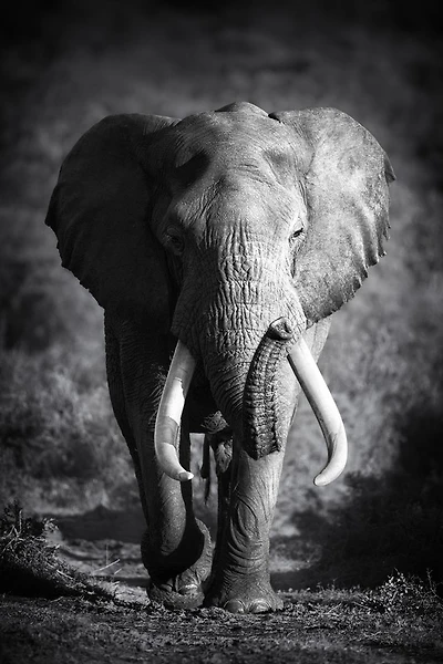 Johanna Siri - Elephant Bull