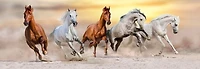 Jocelyn Borivoj - Horse Run Desert