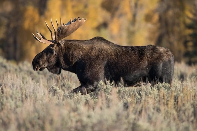 Jeff Schultes - Bull Moose