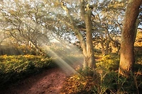 Celebrate Life Gallery - Inspiration