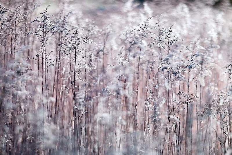 Assaf Frank - Cotton Tops